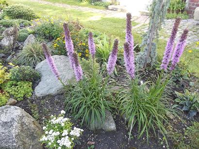 ukarda klasnat - Liatris spicata